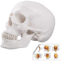 LYOU Human Skull Anatomical Model, Life Size Adult Human Anatomy Head Skeleton Model, Includes Full Set of Teeth, Removable Skull Cap and Articulated Mandible, Labelled Diagram Poster