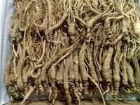 1 Kilo (2.2 lb) Dry Transplant Wild Ginseng Root About 15 Years, Almost Complete