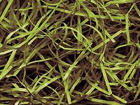 Pack of 1, Green Tea Veryfine Cut Paper Shred 10 Lb Spring-Fill Shred Great for Baskets, Boxes, Containers or Bags