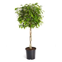 Brighter Blooms Benjamina Ficus Tree, 2-3 Ft. - The Easiest to Grow Ficus | Indoors or Outside | Low Maintenance | No Shipping to AZ