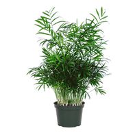 AMERICAN PLANT EXCHANGE Chamaedorea Elegans Victorian Parlour Palm Live Plant, 6" Pot, Indoor/Outdoor Air Purifier