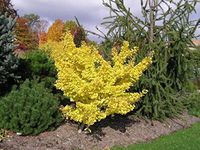 DWARF GINKGO TREE - Ginkgo biloba ‘Todd's Dwarf’ - 1 - YEAR PLANT