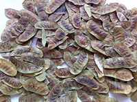 Organic Senna Pods (4 Ozs) Dry Jamaican Herb, herbal tea,And More!