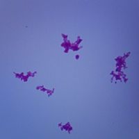 Corynebacterium diphtheriae, w.m. Microscope Slide