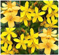 Lumos80 (1,000) St. John's Wort Flower/Herb Seeds - Hypericum perforatum - Combined S&H