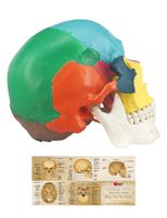 Human Colored Skull Model, Life Size 3-Part Anatomical Model with Colorful Human Skull Chart for Medical Student Human Anatomy Study Course