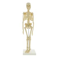MonMed Mini Skeleton - Human Skeleton Model for Anatomy Anatomical Skeleton Human Skeleton Anatomy Skeleton Model 17in