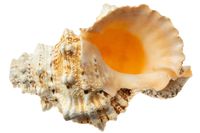 Nautical Crush Trading Frog Shell Horn | 1 Frog Shell Horn Sea Shell 6" | Plus Free Nautical eBook by Joseph Rains