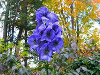 Monkshood Seeds - Aconitum Napellus - wolf's bane, leopard's bane, women's bane