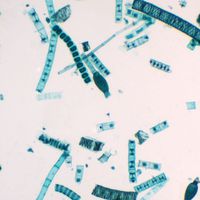 Mixed Green Algae, w.m. Microscope Slide