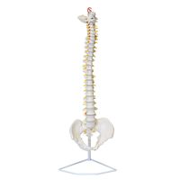 MonMed Life Size Vertebral Column Model with Spinal Nerves, Skull Base, and Pelvis - Flexible Spine Model with Stand