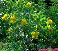 1 St. John's Wort Perennial - Hypericum - 4" Pot Live Plant (Sunburst)