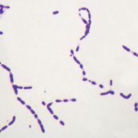 Bacterial Spores, w.m. Microscope Slide