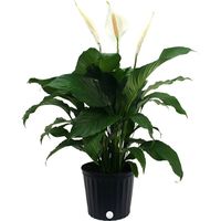 Costa Farms Spathiphyllum Peace Lily Live Indoor Plant, 3-Foot