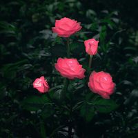 XLUX New Material Outdoor Realistic Solar Powered Rose Lights Flower Stake, for Garden Patio Yard Pathway Decoration, Pink