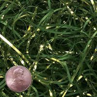 6oz Bag Dark Green & Metallic Gold VERYFINE Fine Cut Gift Basket Shred Paper Filler nfLG -1692