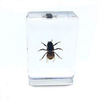 Honey Bee Science Specimen in Acrylic Block Paperweights Science Classroom Specimens for Science Education(1.7x1.1x0.6 Inch)