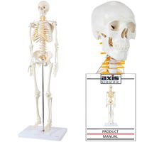 Axis Scientific Mini Human Skeleton Model with Metal Stand, 31" Tall with Removable Arms and Legs, Easy to Assemble, Includes Detailed Product Manual for Study and Reference, Worry Free 3 Year Warranty