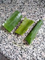 Fresh Organic Aloe Vera Cut Leaf Large 2 Plus Pounds