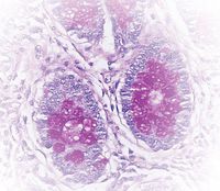 New Methylene Blue (Retic Stain) (4 oz.)