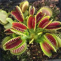 C-Pioneer Hard Box Full Pack Gray Cigarette Case Cigar Protective Cover