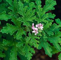 Geranium 100% Pure Essential Oil 50ml