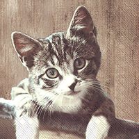 Boston International C770000 Paper Cocktail Napkins, 5 x 5