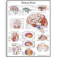 3B Scientific VR1615L Glossy Laminated Paper Human Brain Anatomical Chart, Poster Size 20" Width x 26" Height