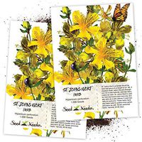 Seed Needs, St. Johns Wort Herb (Hypericum perforatum) Twin Pack of 1,000 Seeds Each Non-GMO
