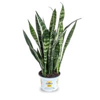 Burpee 'Black Coral' Snake Sansevieria trificiata | Indirect Medium Light | Live Easy Care Indoor House Plant