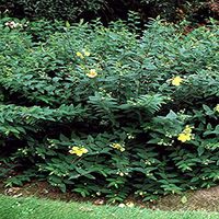 Perennial Farm Marketplace Hypericum p. 'Hidcote' (St. John's Wort) Perennial, Size-#1 Container, Yellow Flowers