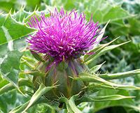 Milk Thistle Seed Powder 4 oz