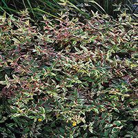 Perennial Farm Marketplace Hypericum m. 'Tricolor' (St. John's Wort) Perennial, Size-#1 Container, Green Leaves Edged with Shades of Pink and Cream