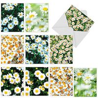 The Best Card Company - 10 Flower All Occasion Blank Cards (4 x 5.12 Inch) - Boxed Cards with Envelopes - Oopsy Daisies M6031
