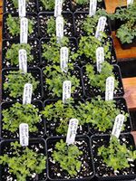 St. John's Wort, Hypericum perforatum, 4in Potted Plant, Organic Plants, GMO Free Plants, Hypericaceae