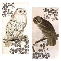 World Buyers Decorative Matches (Vintage Owl)