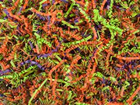 Trick Or Treat Black Metal Pail Bucket Party Gift 5.5" with Crinkle Paper Shred