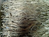 1 Kilo (2.2 lb) Dry Transplant Wild Ginseng Root About 20 Years, Almost Complete