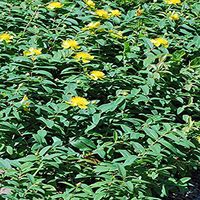Perennial Farm Marketplace Hypericum calycinum (St. John's Wort) Groundcover, 1 Quart, Bright Golden Flowers