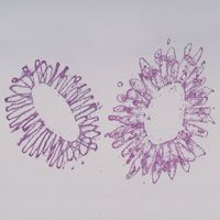 Grantia (Scypha), c.s. Microscope Slide