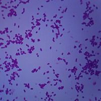 Shigella dysenteriae, w.m. Microscope Slide