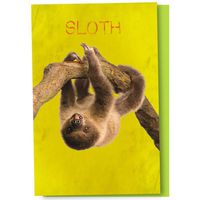 Tree-Free Greetings EcoNotes 12 Count Sloth All Occasion Notecard Set with Envelopes, 4 x 6 Inches (FS66790)