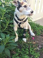 Canine Compression Sleeve (Camouflage, MED/Large