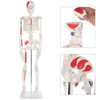 Anatomy Lab Half Life Size Painted and Numbered Human Skeleton Model, 35" Anatomical Replica with Muscle Insertion and Origin Points, Removable Skull Cap & Jaw, Durable Stand for Display and Study