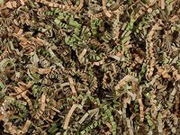 Crinkle Paper Shred for Packaging Gift Box/Basket Filler 10-Ounce Bag Bulk Buy !! Choose Color (Camouflage)