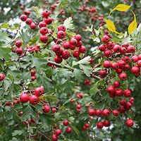 English ONESEED Hawthorn Crataegus Monogyna 10