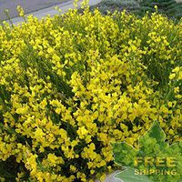 Scotch Broom Cytisus Scoparius - 15 Seeds.