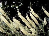 Black Cohosh (Cimicifuga racemosa) packet of 50 seeds, organic