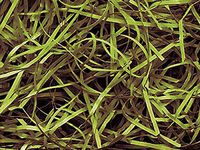 Green Tea Veryfine Cut™ Paper Shred 10 lb Box ~ Spring-Fill® Shred - WRAPS-SP10GT