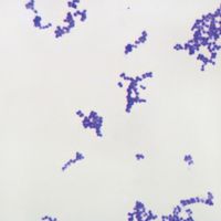 Gram-Positive Coccus Slide, w.m, Gram Stain